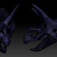 D2.jpg Triceratops Skull