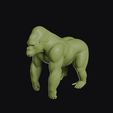 gorilla_0015.jpg Gorilla