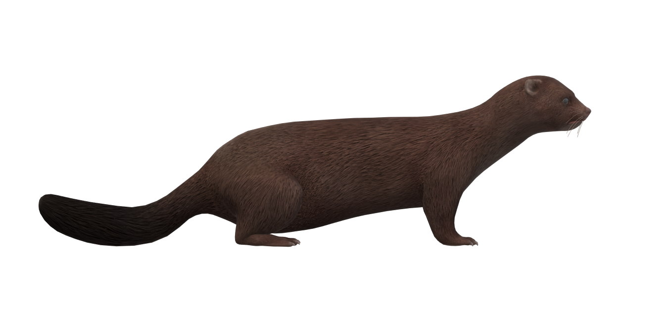 Download free STL file Real Mink • 3D printable design ・ Cults