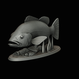 Peacock-Bass-statue-1-3-18.png FISH in motion Peacock bass (Cichla ocellaris) fish natural base detailed texture for 3d printing