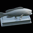 White-grouper-open-mouth-statue-65.png fish white grouper / Epinephelus aeneus open mouth statue detailed texture for 3d printing