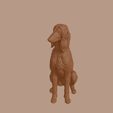 Afghan_Hound_0015.jpg Afghan Hound Dog in Sitting Pose