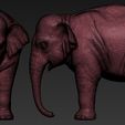 C6.jpg Elephant asian
