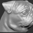 13.jpg Pug head for 3D printing