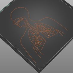 Respiratory_System.jpg Tactile image: respiratory system