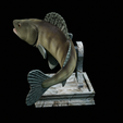 zander-trophy-13.png zander / pikeperch / Sander lucioperca fish in motion trophy statue detailed texture for 3d printing