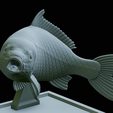 Carp-trophy-statue-40.png fish carp / Cyprinus carpio in motion trophy statue detailed texture for 3d printing