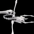 01.jpg Pelican SKELETON SKELETON WINGS ANATOMY BONES WINGS BIRD TADPOLE ANIMAL ANATOMY 3D MODEL WATER OCEAN RIVER