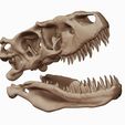 07.jpg Albertosaurus 3D skull