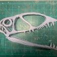 dimorphodon-skull-print.jpg Dimorphodon skeleton