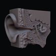 11.jpg Ear Cross Section Anatomy