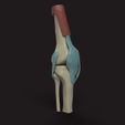 rodilla_1_v1_2023-May-17_06-10-34PM-000_CustomizedView37472585456_jpg.jpg Knee medical Model (Knee bone with ligaments medical model)