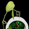 Greenleafs-Cohen.jpg DECORATION PLANT TEST TUBE HOLDER DECOR Vase