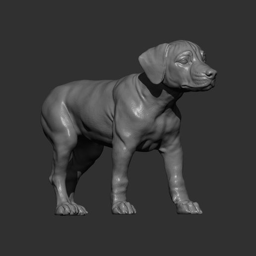 puppy-rhodesian-ridgeback-standing11.jpg puppy rhodesian ridgeback standing 3D print model