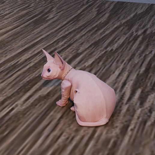 Sphynx cat