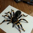 20180326_170957.jpg HAIRY tarantula (fridge magnet)