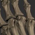 skeleton-hand-3d-model-obj-fbx-stl-10.jpg Skeleton Hand