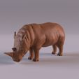 RhinoPr_0008.jpg Wildlife animals