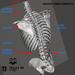 1.jpg skeleton (human scapula)