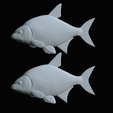 Bream-fish-23.png fish Common bream / Abramis brama solo model detailed texture for 3d printing