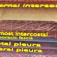 thorax-thoracotomy-thoracocentesis-intercostal-nerve-block-3d-model-blend-62.jpg thorax thoracotomy thoracocentesis intercostal nerve block 3D model