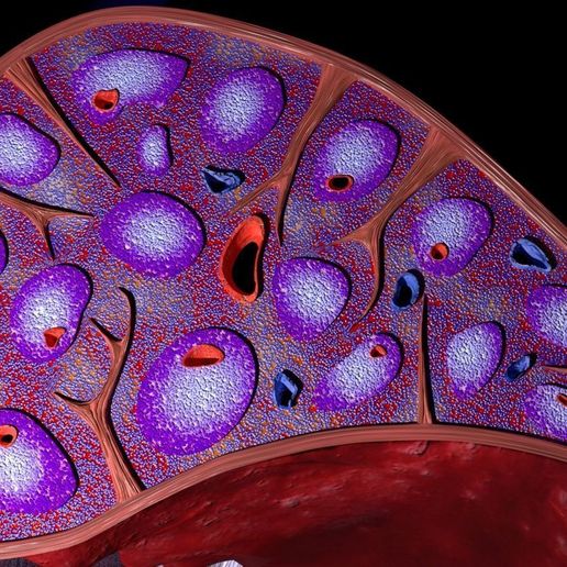 ⚕️ Modèle 3D de microscopie de l'anatomie de la rate étiquetée・Fichier ...