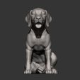 Fila-Brasileiro-puppy13.jpg Fila Brasileiro puppy 3D print model