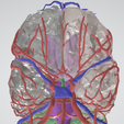 brain,-hemisphere,-cavernous,-human-brain,-brain-stem,-cerebral,-cranial,-nerve,-vein,-willis-circle.png Modèle de cerveau en 3D avec hémisphère, tronc cérébral, cervelet et système artériel et veineux très détaillé, y compris le cercle de Willis.