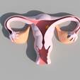 utero.png Uterus / Uterus