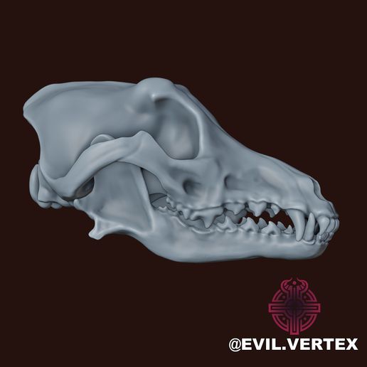 wofskull2.jpg Crânio de lobo cinzento