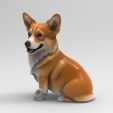 c2.jpg Corgi assis