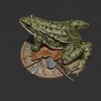 0.jpg Лягушка 3D модель