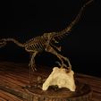 Velo-5.jpg Velociraptor Skeleton Diorama with T-Rex
