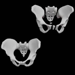 Skeleton-ilium-sacrum-bones.jpg Esqueleto ilion sacro huesos (6 huesos)