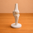 Joelho.png Anatomical Human Knee Assembly