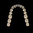 low.png Free Exocad Tooth Library - High Esthetic Anatomy