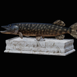 northern-pike-statue-box-1-2-1-13.png fish NORTHERN PIKE (ESOX LUCIUS) open mouth with storage space / for 3d printing