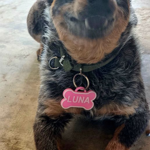 20250423_132240.jpg nfc pet tag