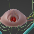 CERVICAL-CANCER-8.png 3D CÁNCER DE CUELLO UTERINO CON ÚTERO, GANGLIOS LINFÁTICOS, SISTEMA URINARIO, VÉRTEBRAS Y PELVIS