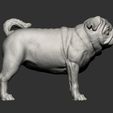 pug-for-3d-printing-3d-model-02080b1e98.jpg Pug for 3D printing