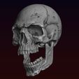 26.png Skull detailed