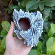 20241211_141324.jpg Skull Tree Root Wall Mounted Hide