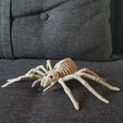 20221126_153747.jpg Skeleton Tarantula Spider