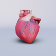 humain-heart-face.png Photorealistic 3D Model of the Human Heart - Anatomically Accurate and Detailed