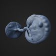 fetus6W_2.jpg Six Weeks Fetus