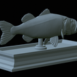 Bass-mount-statue-30.png fish Largemouth Bass / Micropterus salmoides open mouth statue detailed texture for 3d printing