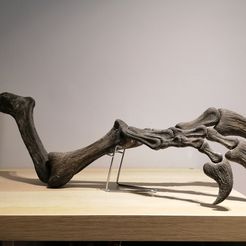 Dinosaur Arm - Allosaurus