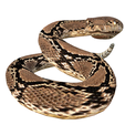3.png Rattle Snake