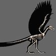 01.jpg Complete 3D anatomy of Archaeopteryx