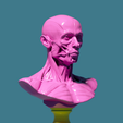 3-4-fucsia-yellow-violet.png Écorché bust deluxe